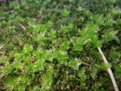 Plagiomnium cuspidatum