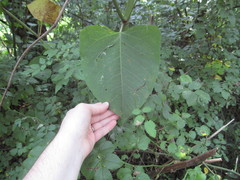 Reynoutria × bohemica