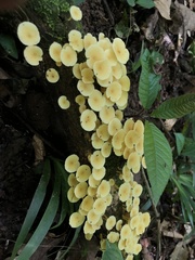 Tricholomopsis aurea