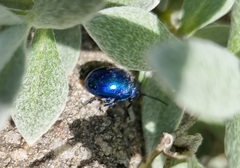 Chrysolina coerulans