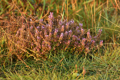 Thymus pulegioides