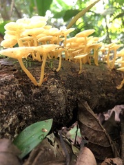 Tricholomopsis aurea