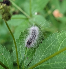 Hyphantria cunea