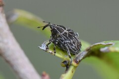 Mogulones geographicus