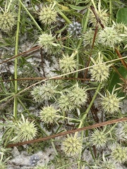 Eryngium aromaticum