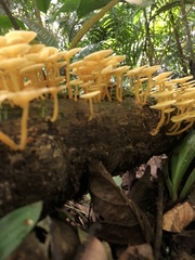 Tricholomopsis aurea