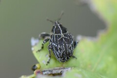 Mogulones geographicus