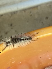 Dasychira meridionalis