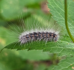 Hyphantria cunea