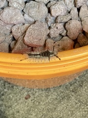 Dasychira meridionalis