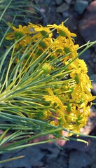 Euryops tenuissimus