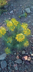 Euryops tenuissimus