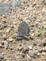 Celastrina ladon