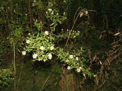 Symphyotrichum ontarionis