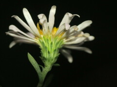 Symphyotrichum ontarionis