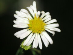 Symphyotrichum ontarionis
