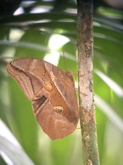 Eryphanis