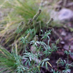 Dalea polygonoides