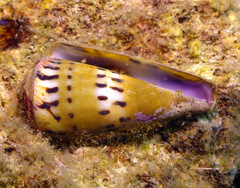 Conus mustelinus