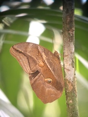 Eryphanis