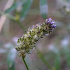 Dalea polygonoides