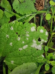 Neoerysiphe galeopsidis