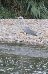Ardea cinerea