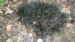 Phycomyces