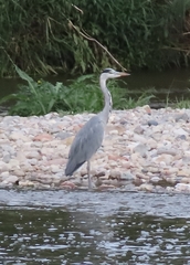 Ardea cinerea