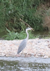 Ardea cinerea