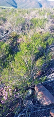 Pteronia paniculata