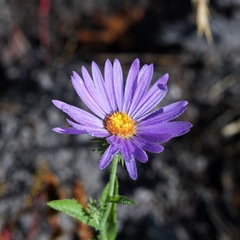 Dieteria bigelovii