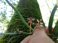 Epidendrum vandifolium
