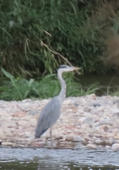 Ardea cinerea