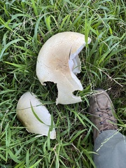Agaricus arvensis