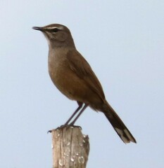 Cercotrichas coryphoeus coryphoeus