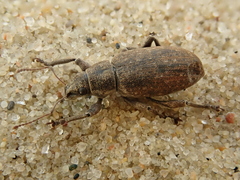 Brachyderes incanus