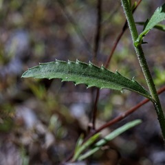 Dieteria bigelovii