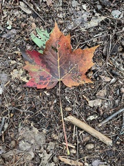 Acer rubrum