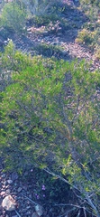 Pteronia paniculata
