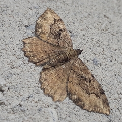 Rheumaptera meadii