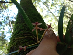 Epidendrum vandifolium