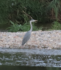 Ardea cinerea