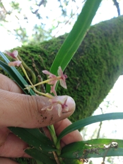 Epidendrum vandifolium