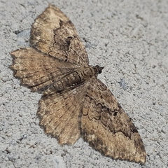 Rheumaptera meadii