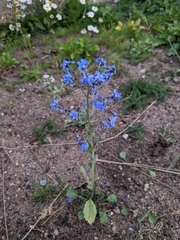 Cynoglossum amabile