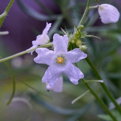 Echinopepon wrightii