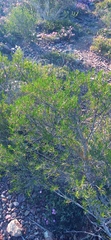 Pteronia paniculata