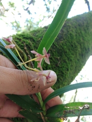 Epidendrum vandifolium