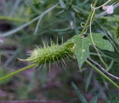 Echinopepon wrightii